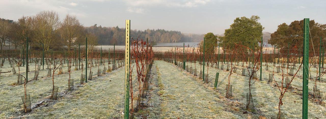 Vineyard Update: Late November – Quiet Vines, Local Cheer