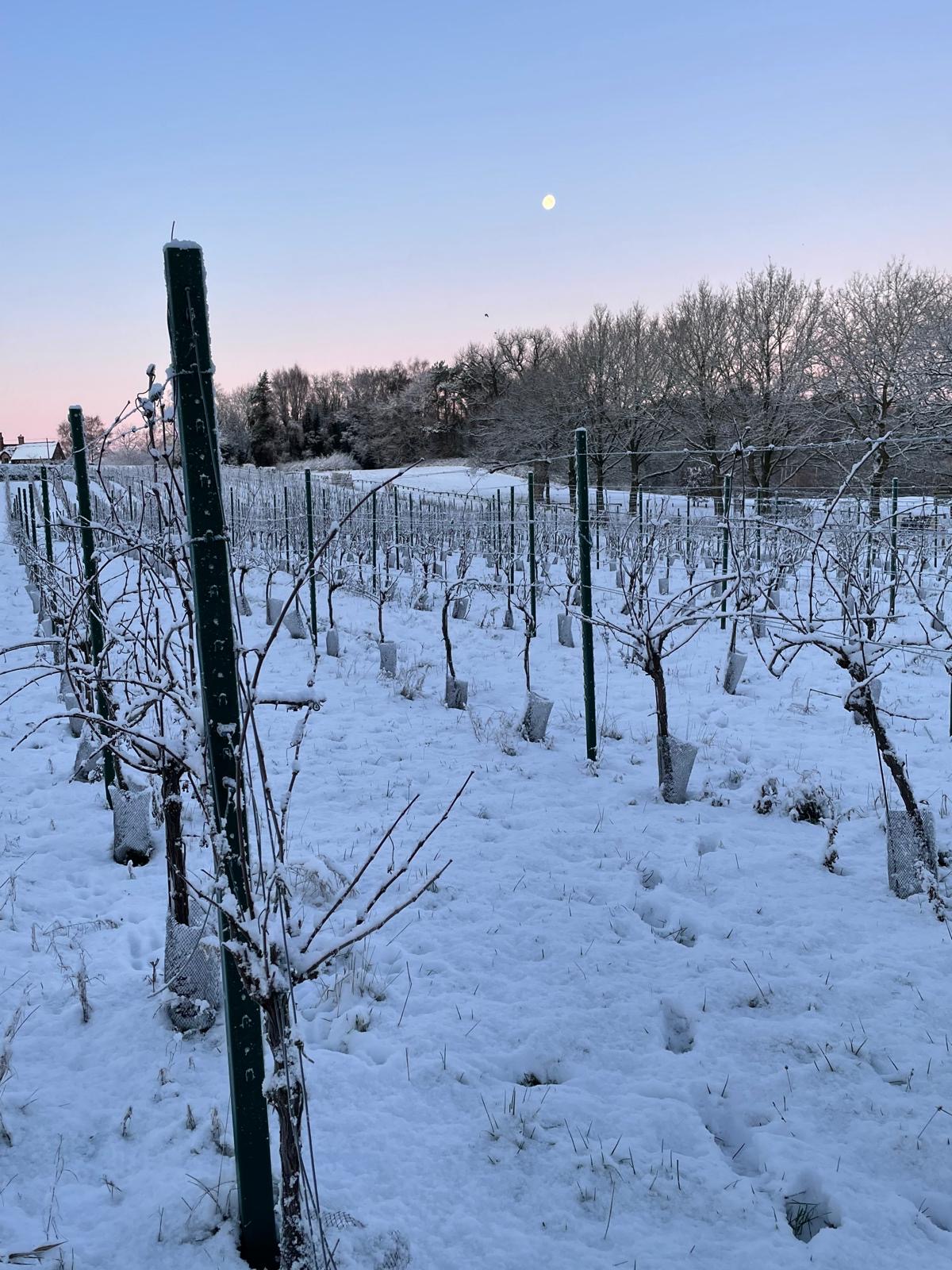 The Importance of Pruning in a Vineyard